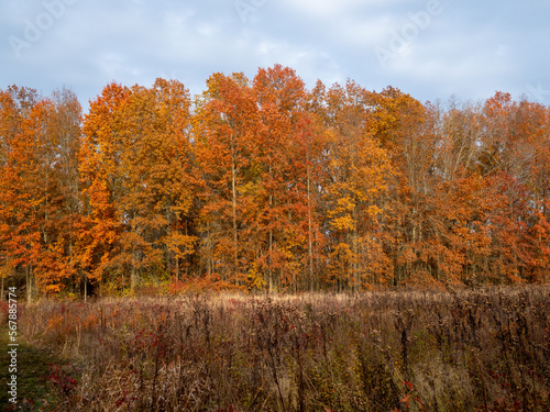 colors on trees in the swamp in autumn