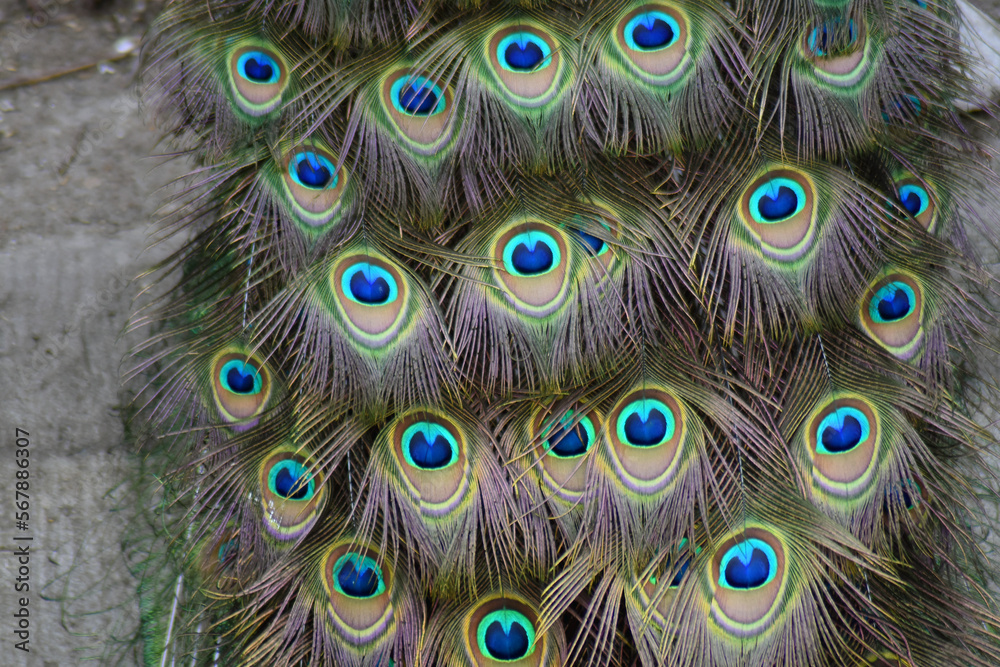 Peacock feather closeup