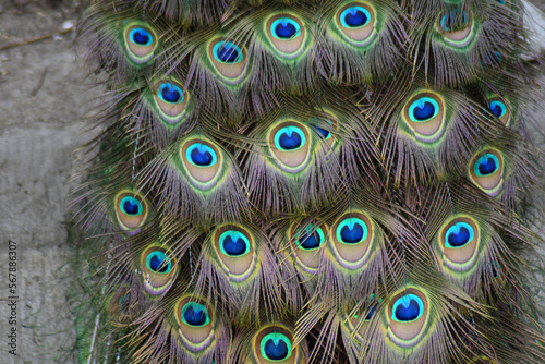 Obraz na płótnie Peacock feather closeup w salonie