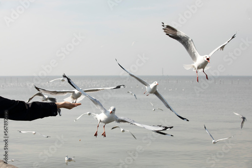 Seagall feeding from women hand with blue sea in background photo