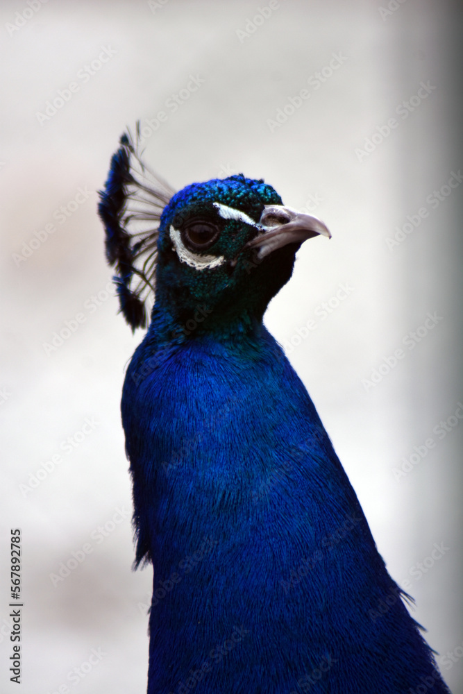 Portrait of a peacock