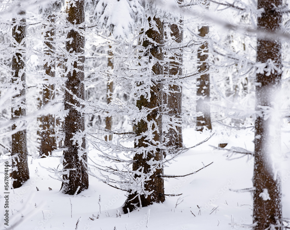 Fototapeta premium snow covered trees