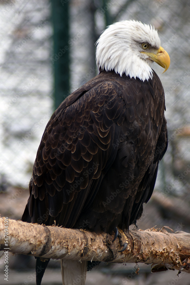 American bald eagle