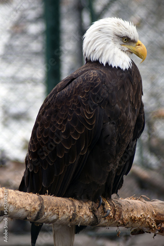 Obraz na płótnie American bald eagle w salonie