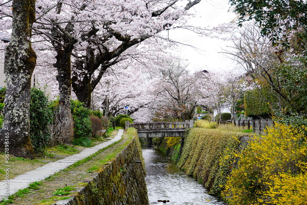 京都　哲学の道　桜の季節