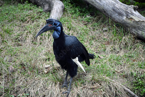 abyssinian ground hornbill in captivity photo