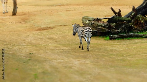 Fototapeta Naklejka Na Ścianę i Meble -  zebras in the zoo