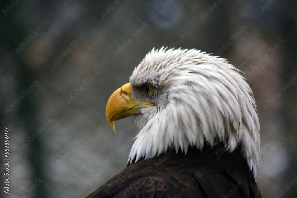 American bald eagle