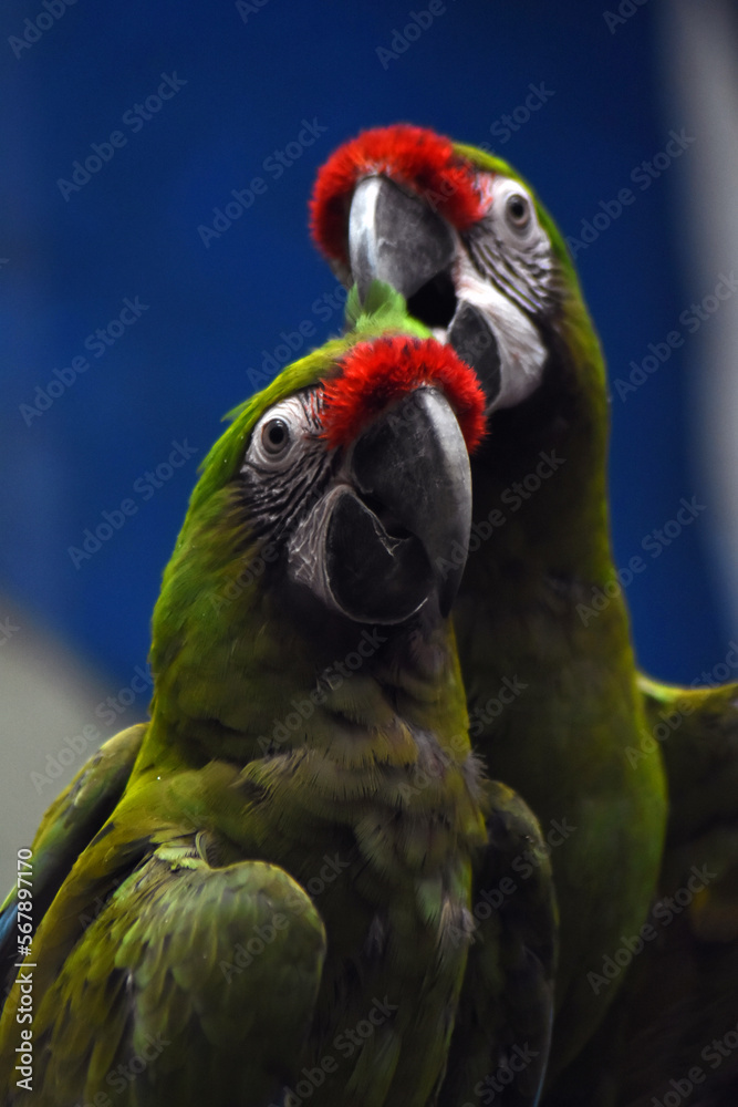 Blue and yellow macaw ara couple