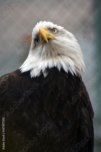 Obraz na płótnie American bald eagle w salonie