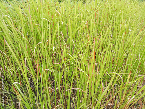 Cogon grass or kunai grass (Imperata cylindrica) is a species of perennial rhizomatous grass native to tropical and subtropical Asia, Micronesia, Melanesia, Australia, Africa, and southern Europe.