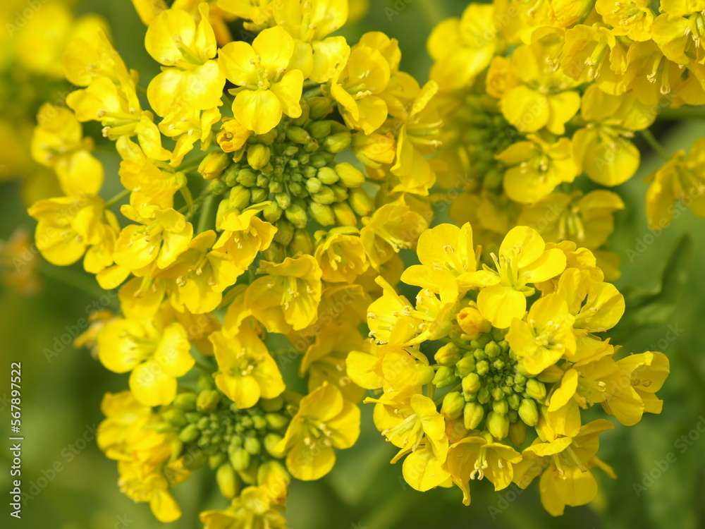 農園の菜の花のクローズアップ、菜の花 農園の菜の花のクローズアップ、菜の花
