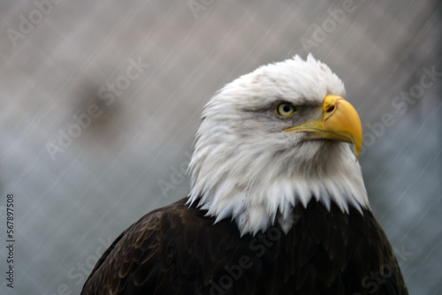 Obraz na płótnie American bald eagle w salonie