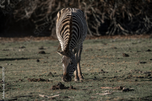 Zebra photograph Africa wildlife safari with beautiful light and not so bright colours 