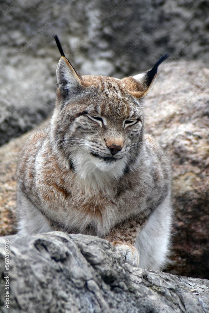 Portrait of a lynx