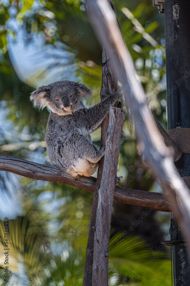 Obraz premium A koala on the tree