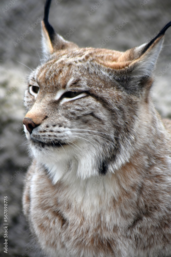 Lynx head portrait at grey stone background