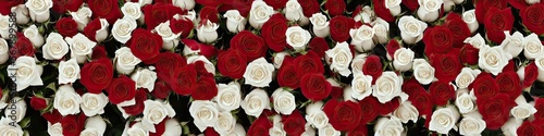 Colorful red and white roses - panoramic extra wide floral image of bright and delicate roses