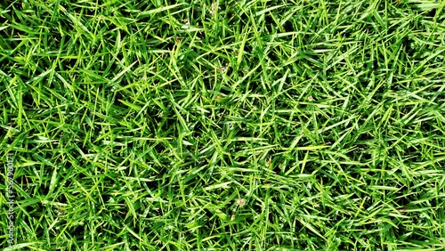 Cynodon dactylon also known as Bermuda, crab, dogs tooth, ethane, durva, dhoob bahama, couch etc