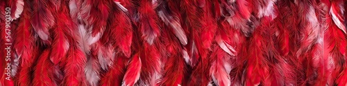 Colorful red and white feathers - bright and vibrant feathers in a panoramic extra wide banner image by generative AI photo