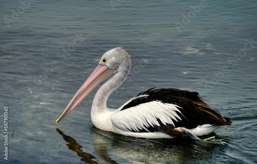 One pelican swimming