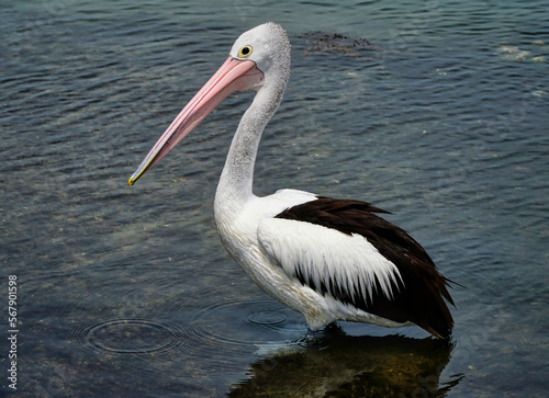 one pelican standing in the water