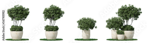 Daytime scene landscape element for 3d Architectural visualization. Plant tree in terracotta pot isolated on transparent background. 3d rendering illustration. PNG format