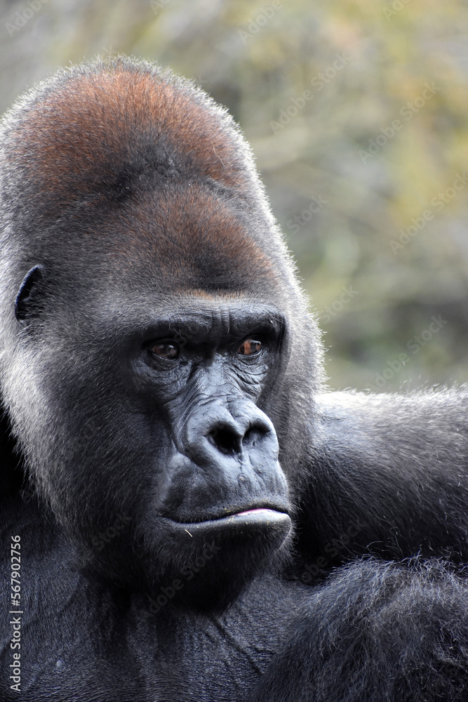 Gorilla at the Zoo