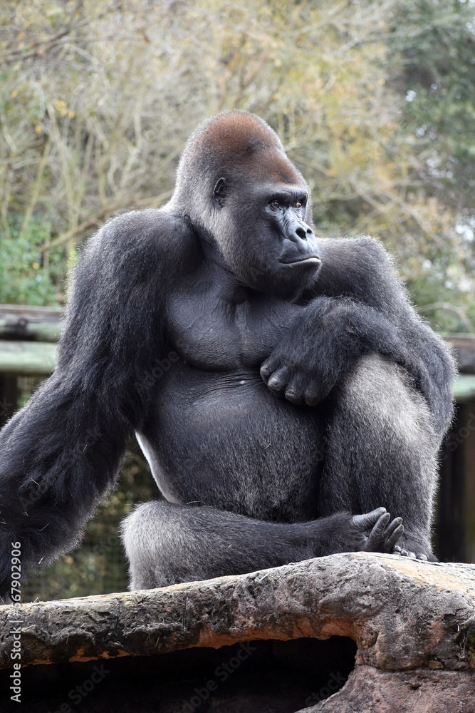 Gorilla at the Zoo