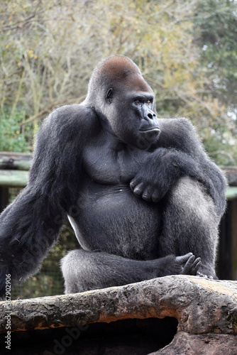 Gorilla at the Zoo