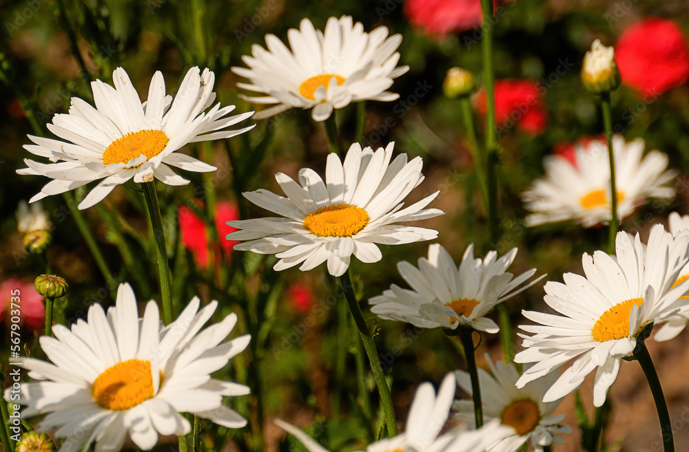 Camomile flowers on a green field