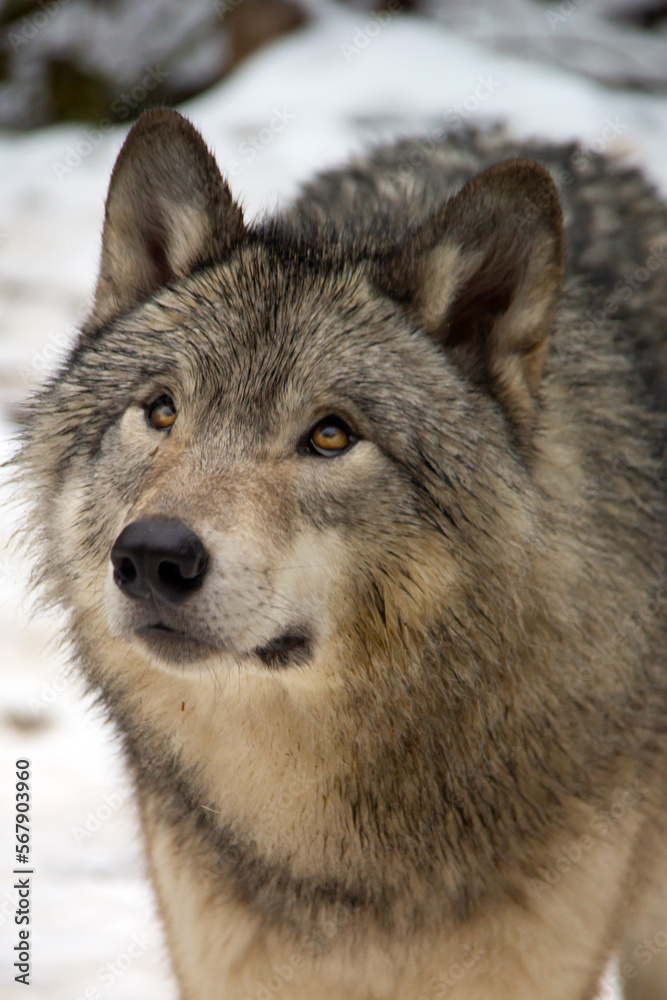 Obraz premium Portrait of a grey wolf