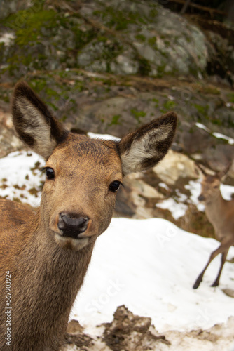 Close up portrait of a deer during winter