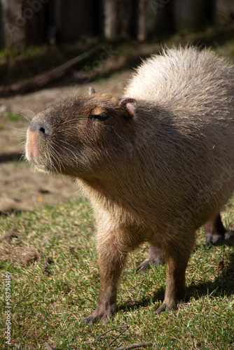 Portrait of a capybara standing on the grass