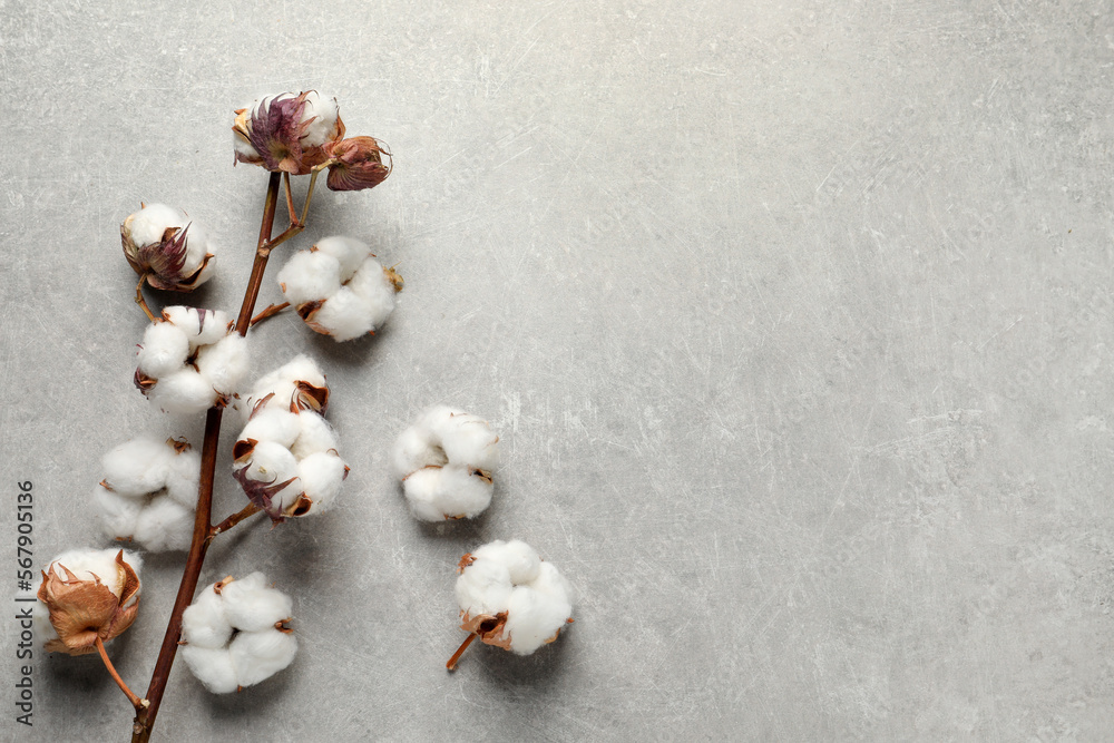 Dry cotton branch with fluffy flowers on light grey textured background, flat lay. Space for text