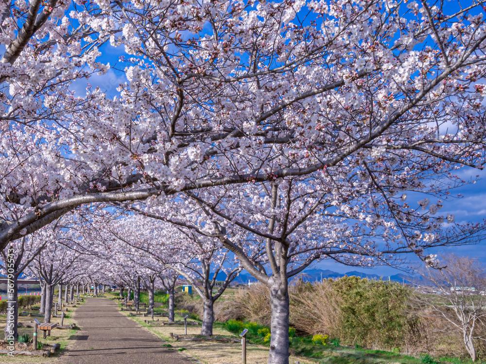 ああ、美しきかな、日本の桜