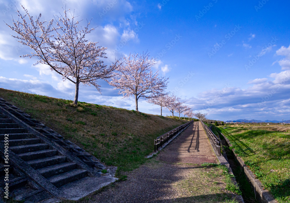 Fototapeta premium ああ、美しきかな、日本の桜