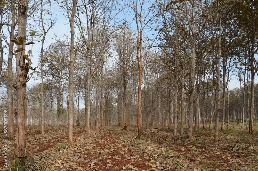 trees in the forest trees in the forest