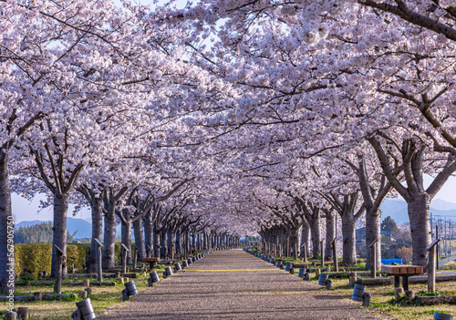 ああ、美しきかな、日本の桜 photo
