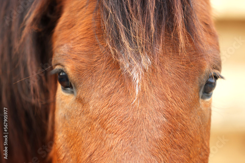 Adorable chestnut horse on blurred background  closeup. Lovely domesticated pet