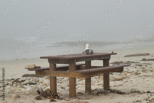Perched and Proud: A California Gull on a Picnic Bench