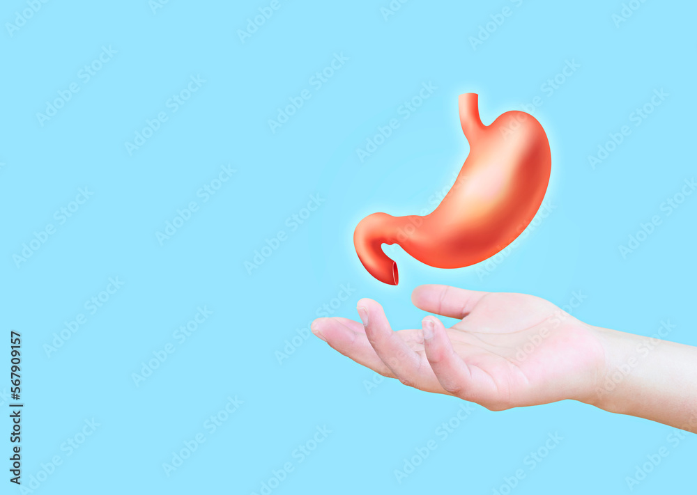 Human stomach isolated on light blue background. Medical care for