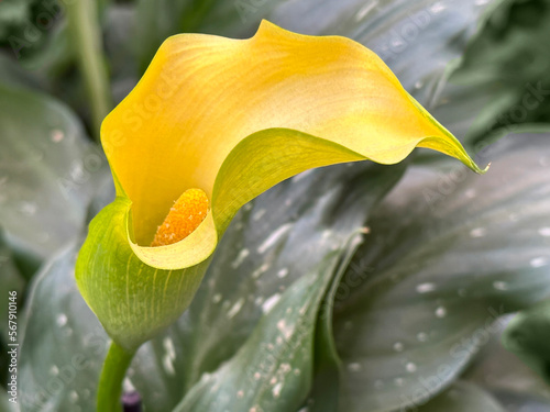 Valokuva Beautiful flowers of yellow zantedeschia