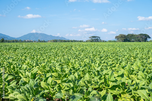 Scenery view of Tobacco plantation in rural area of Thailand.