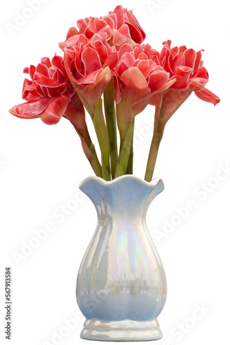 Red flower of Torch Ginger, Etlingera elatior, Phaeomeria magnifica or Nicolaia elatior in white vase isolated on white background included clipping path.