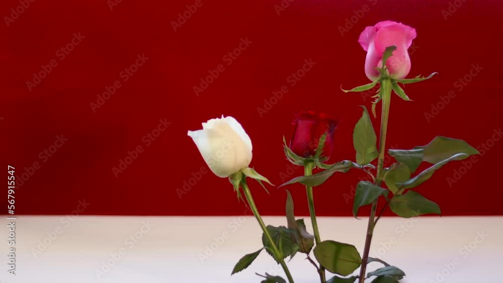 rose red white pink drops of water light breeze wind rose red white pink drops of water light breeze wind