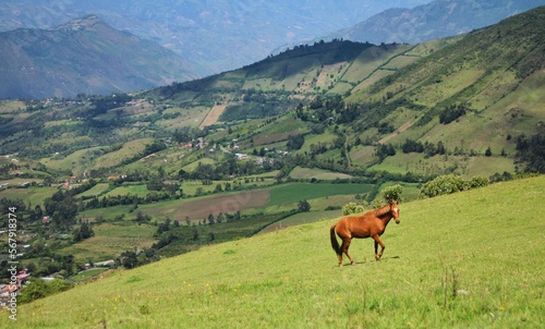 horses in the mountains © LuisErnesto