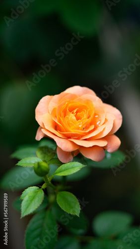 Wallpaper Mural Flower in growth Torontodigital.ca