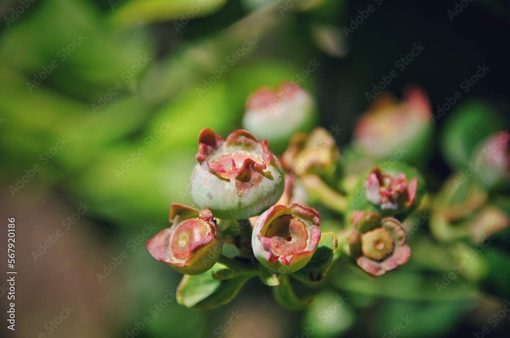 Close-Up Of Some Pink And Green Unripe Blueberries. Close-Up Of Some Pink And Green Unripe Blueberries.