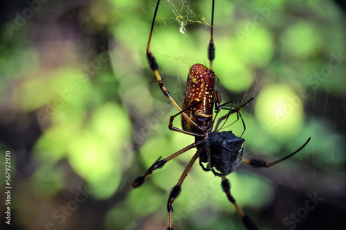 Golden Silk Orb-Weaver Spider Tending To It's Catch.